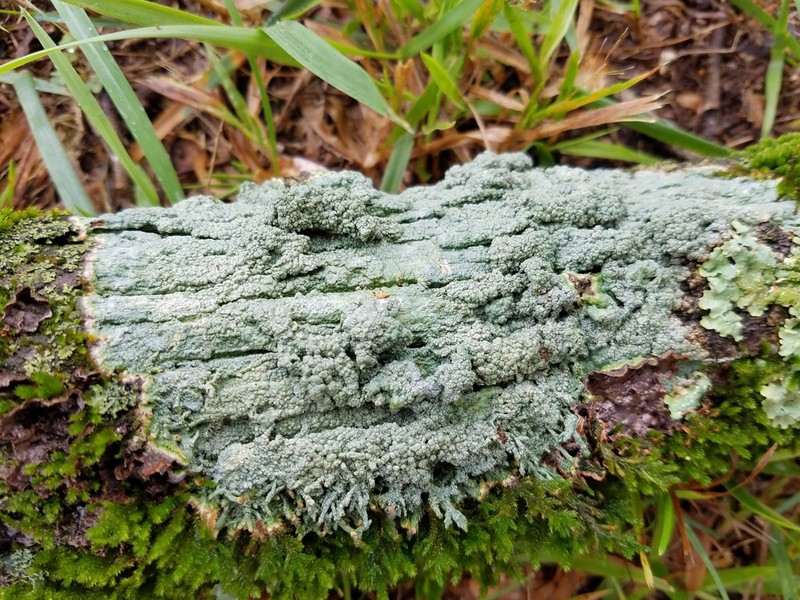 Pore Lichen