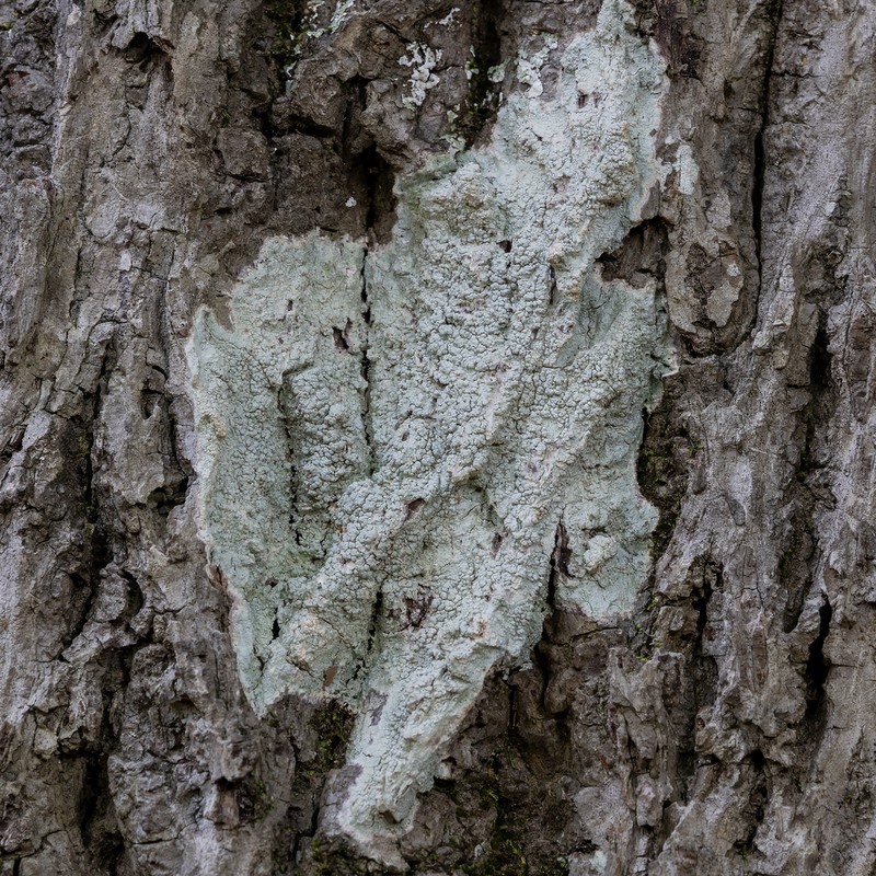 Pore Lichen photo 2