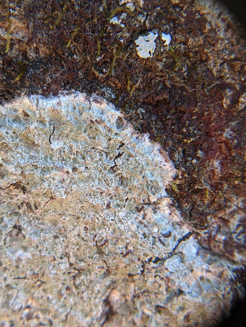 Pore Lichen photo 3