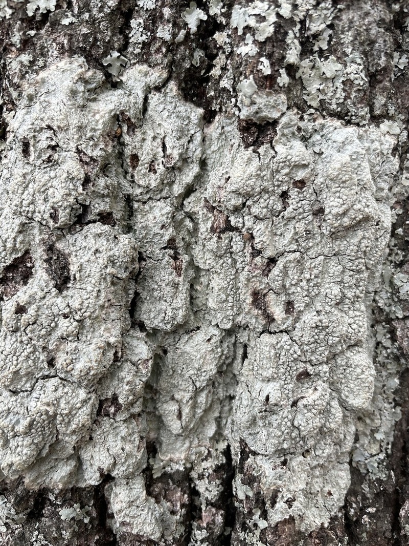 Pore Lichen photo 4
