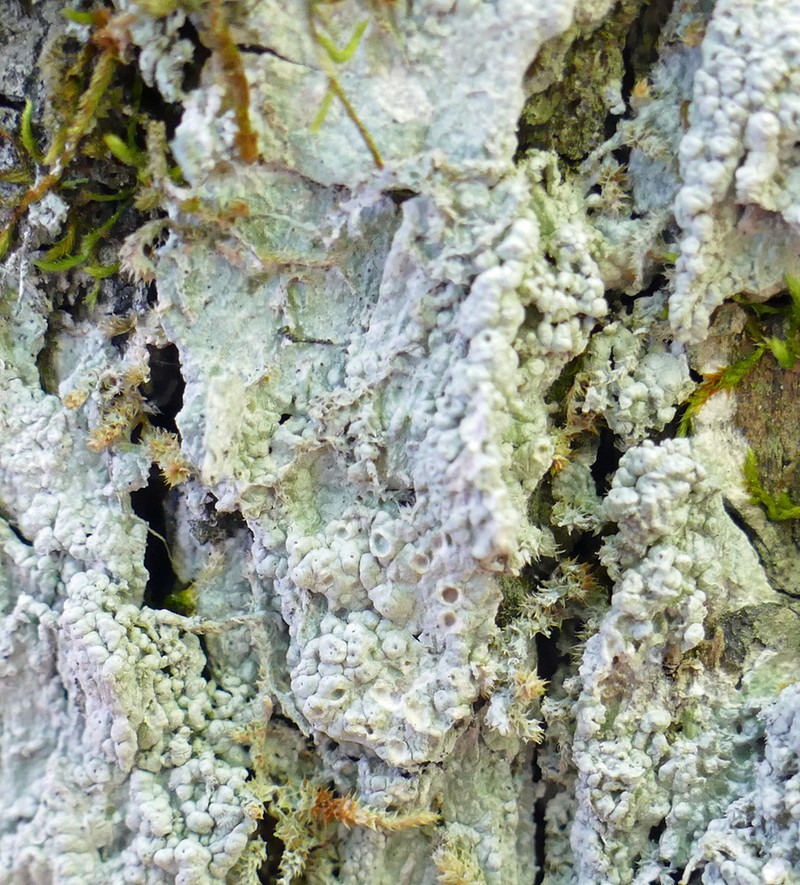 Pore Lichen photo 5