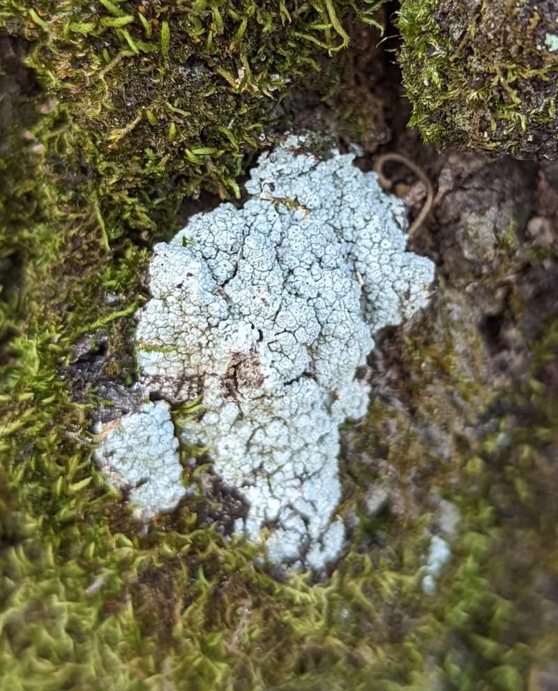 Pore Lichen photo 6