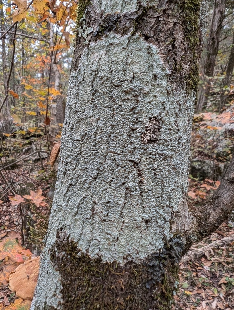 Pore Lichen photo 7