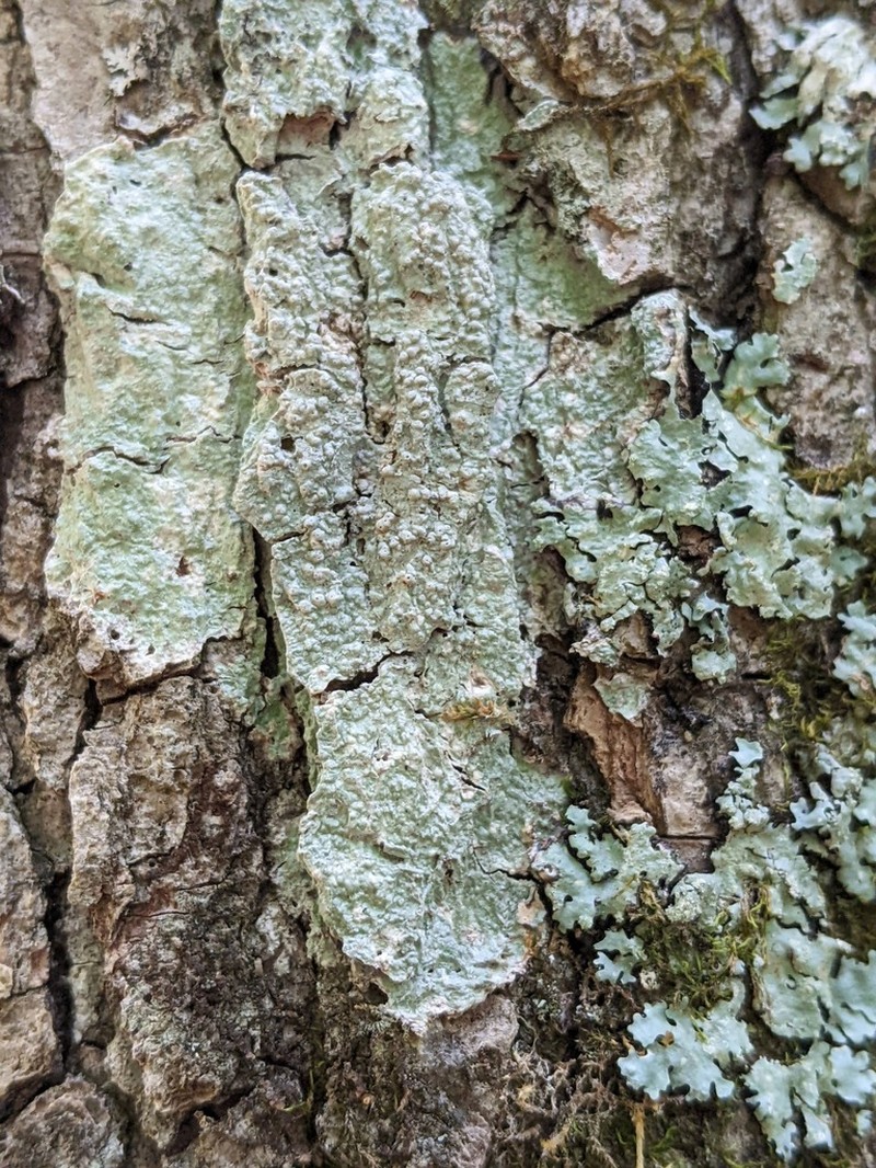 Pore Lichen photo 8