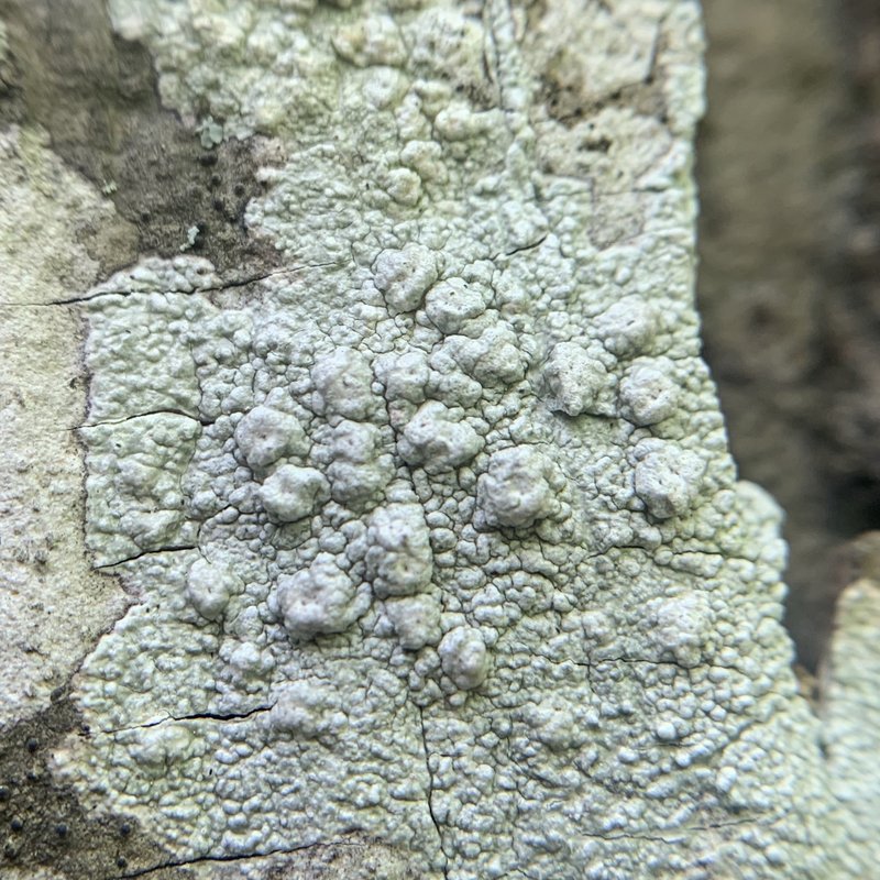 Pore Lichen