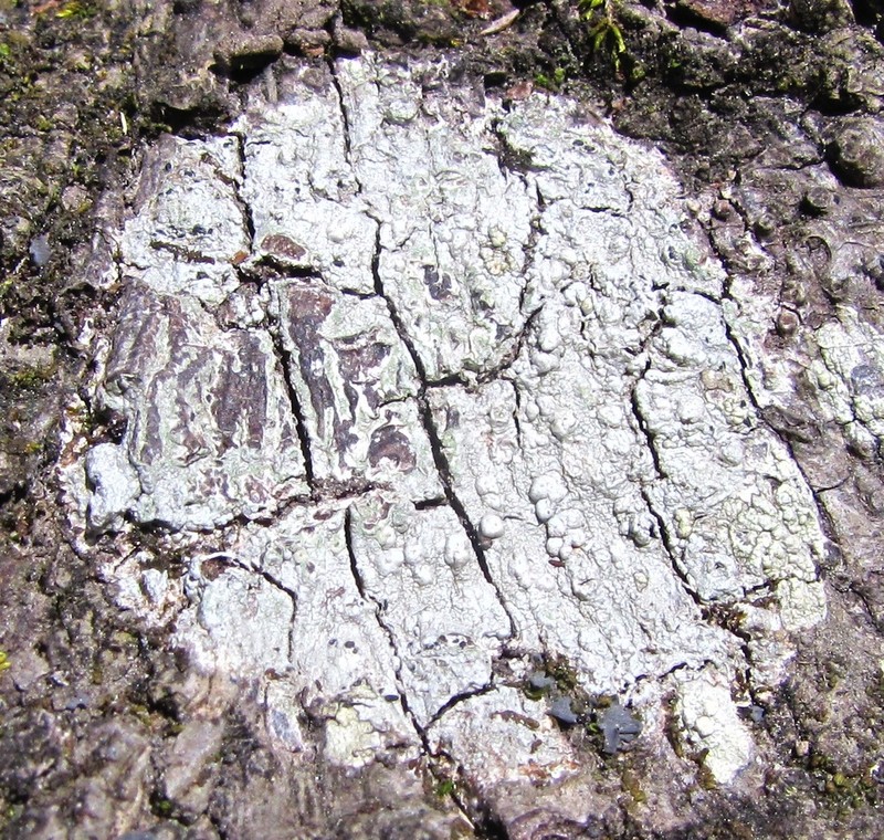 Pore Lichen