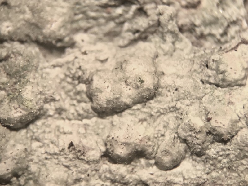 Pore Lichen photo 2
