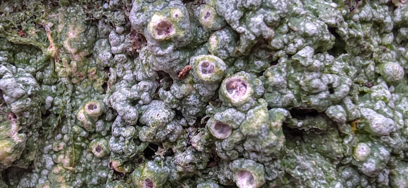 Pore Lichen photo 3