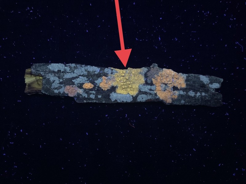 Pore Lichen photo 4