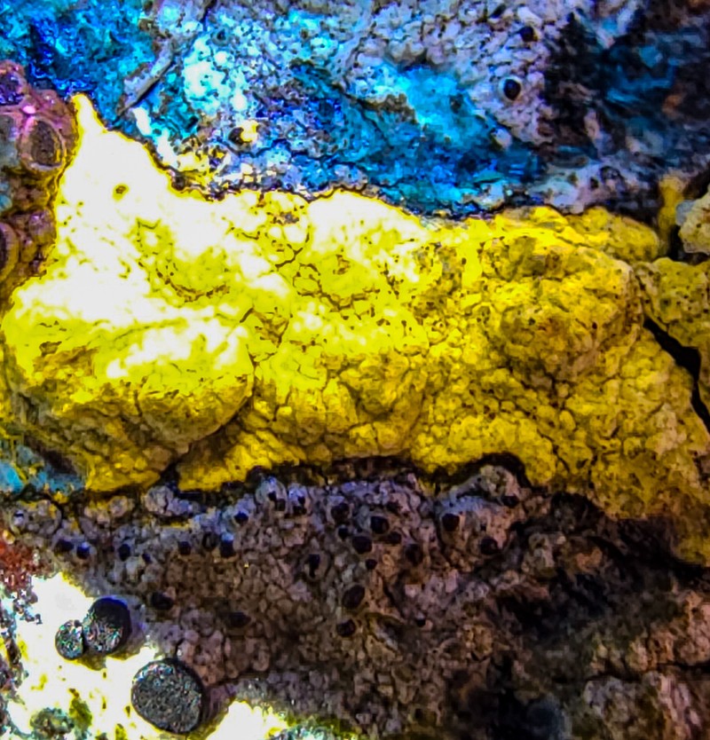 Pore Lichen photo 5