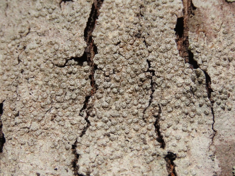 Pore Lichen photo 6