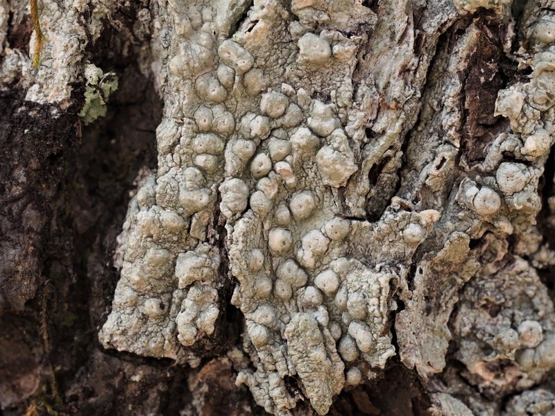 Pore Lichen photo 7