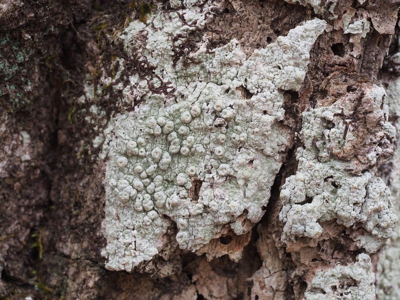 Pore Lichen photo 8