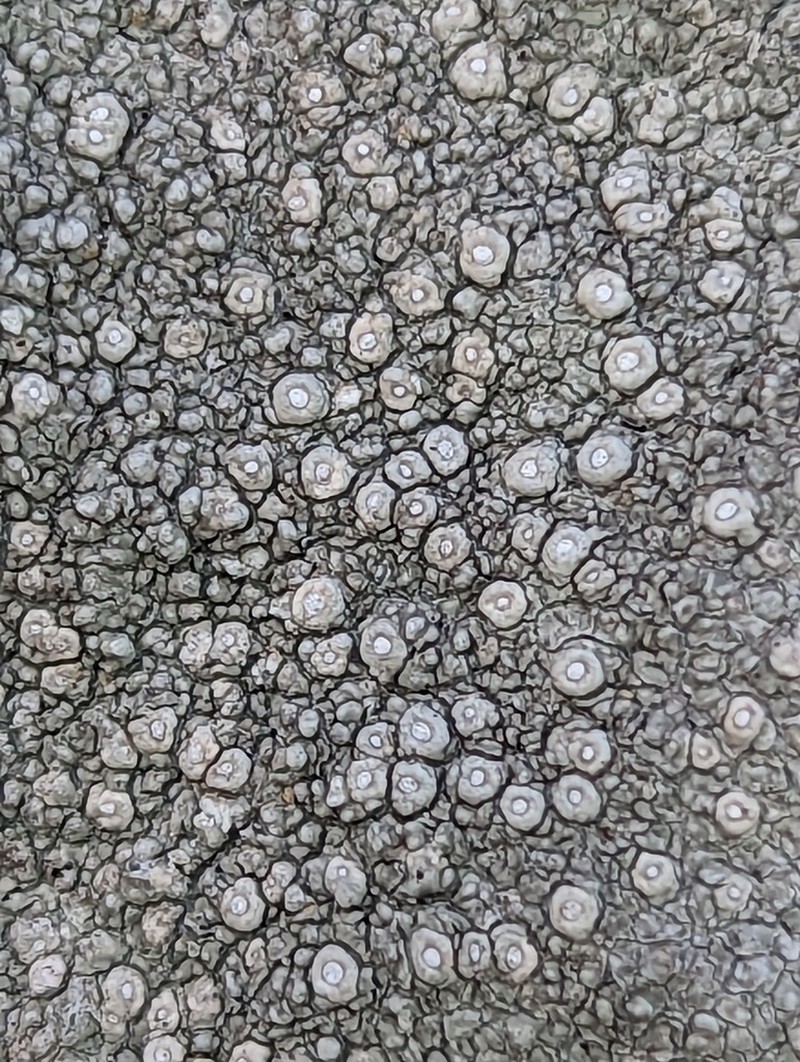 Plitt's Pore Lichen