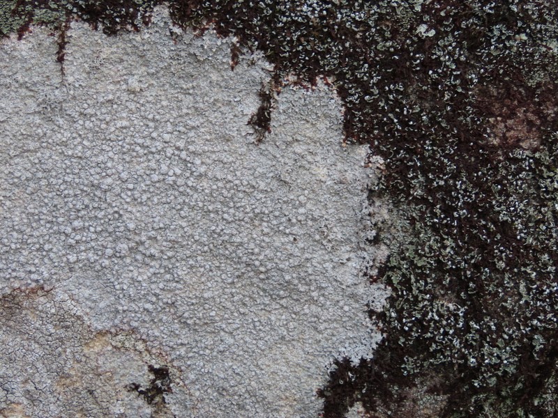 Plitt's Pore Lichen photo 2