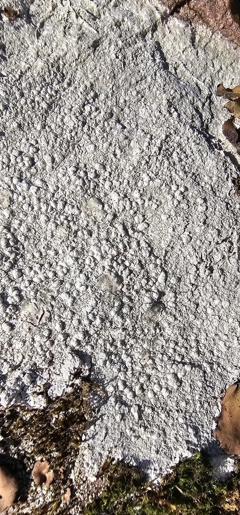 Plitt's Pore Lichen photo 3
