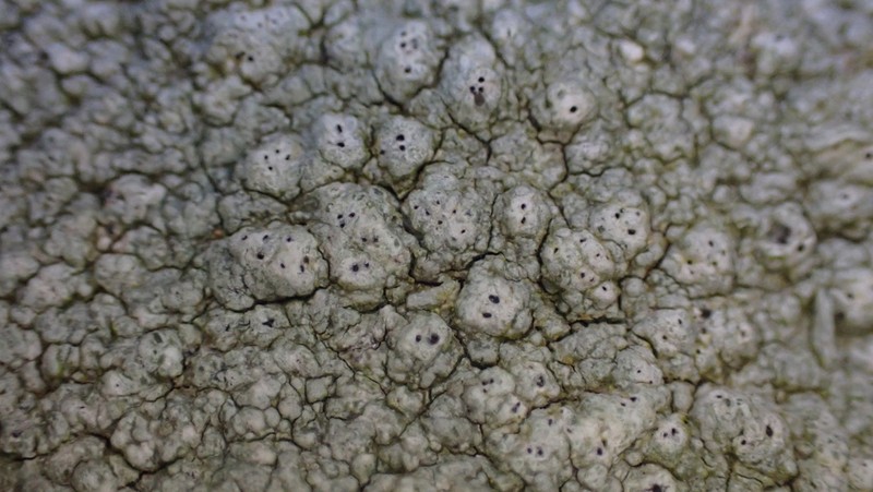 Plitt's Pore Lichen photo 4