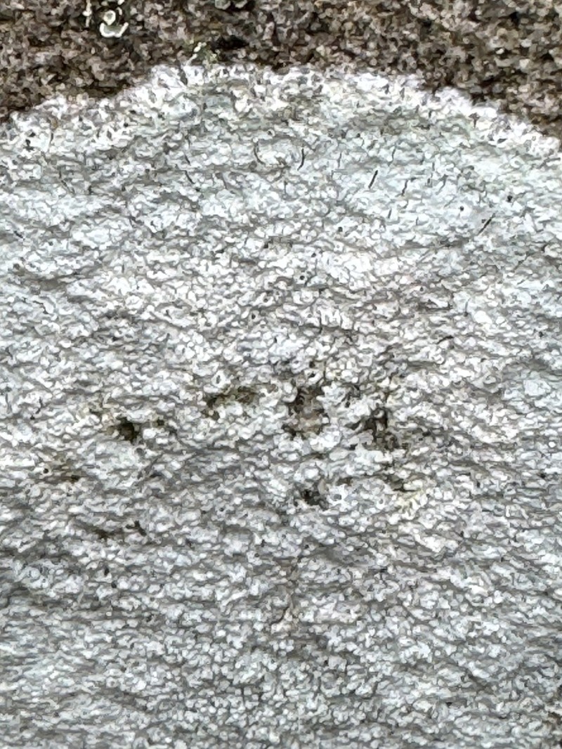 Plitt's Pore Lichen photo 5