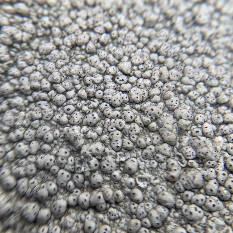 Plitt's Pore Lichen photo 6