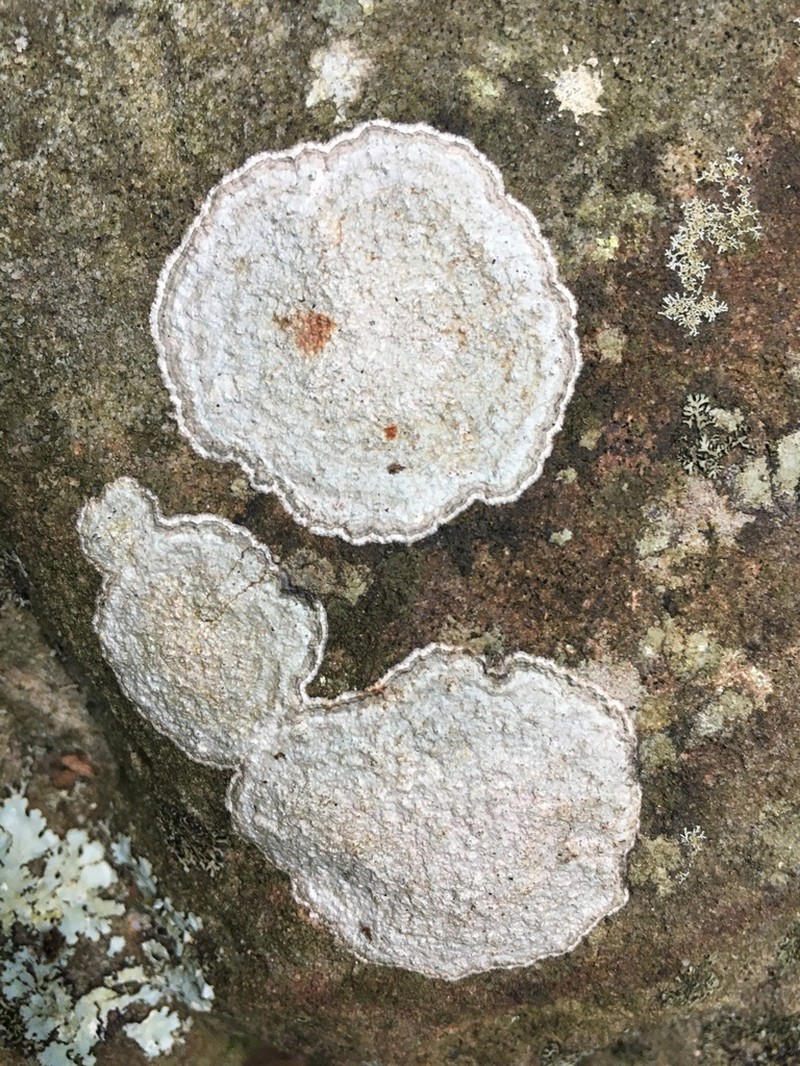 Plitt's Pore Lichen photo 7