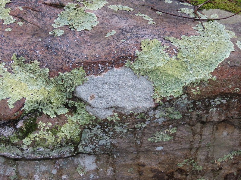 Plitt's Pore Lichen photo 8