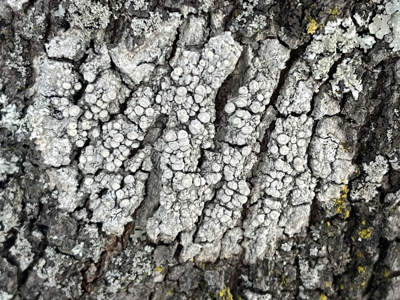 Pore Lichen