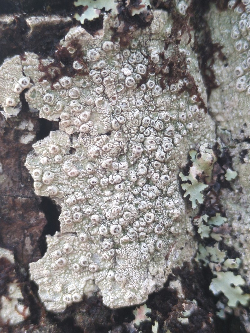 Pore Lichen photo 2