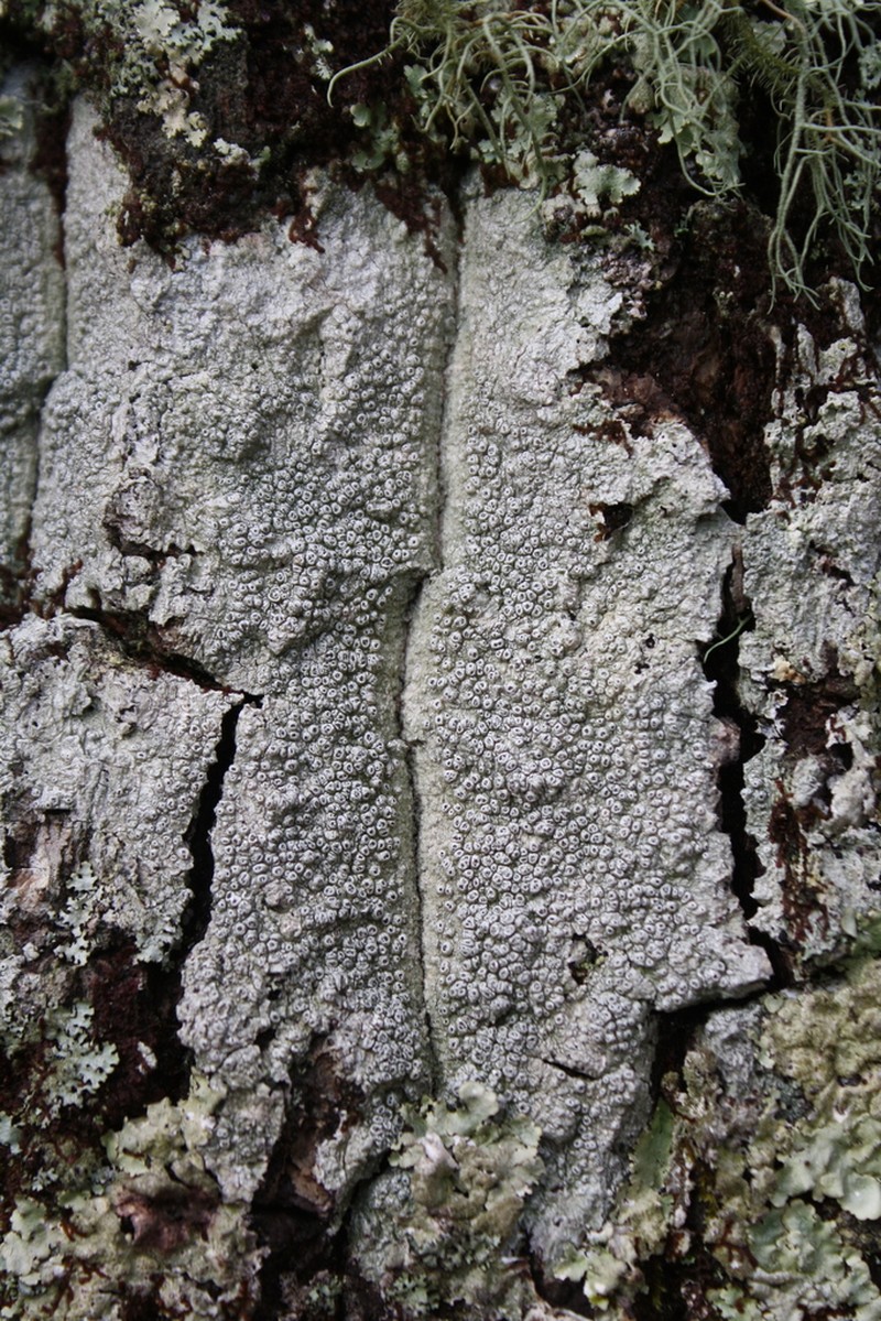 Pore Lichen photo 3