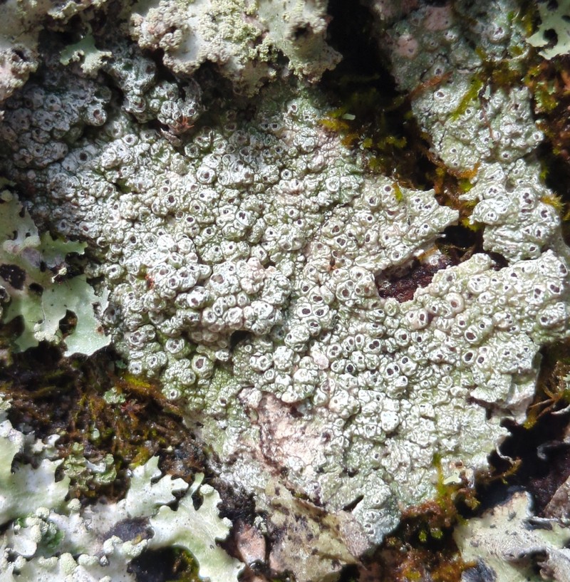 Pore Lichen photo 4