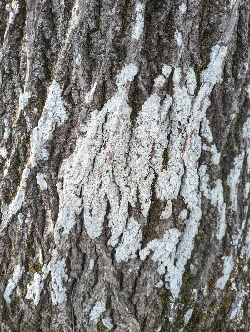 Pore Lichen photo 5