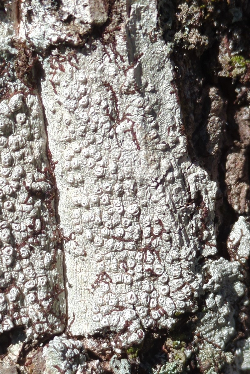 Pore Lichen photo 6