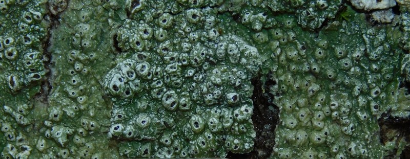 Pore Lichen photo 7