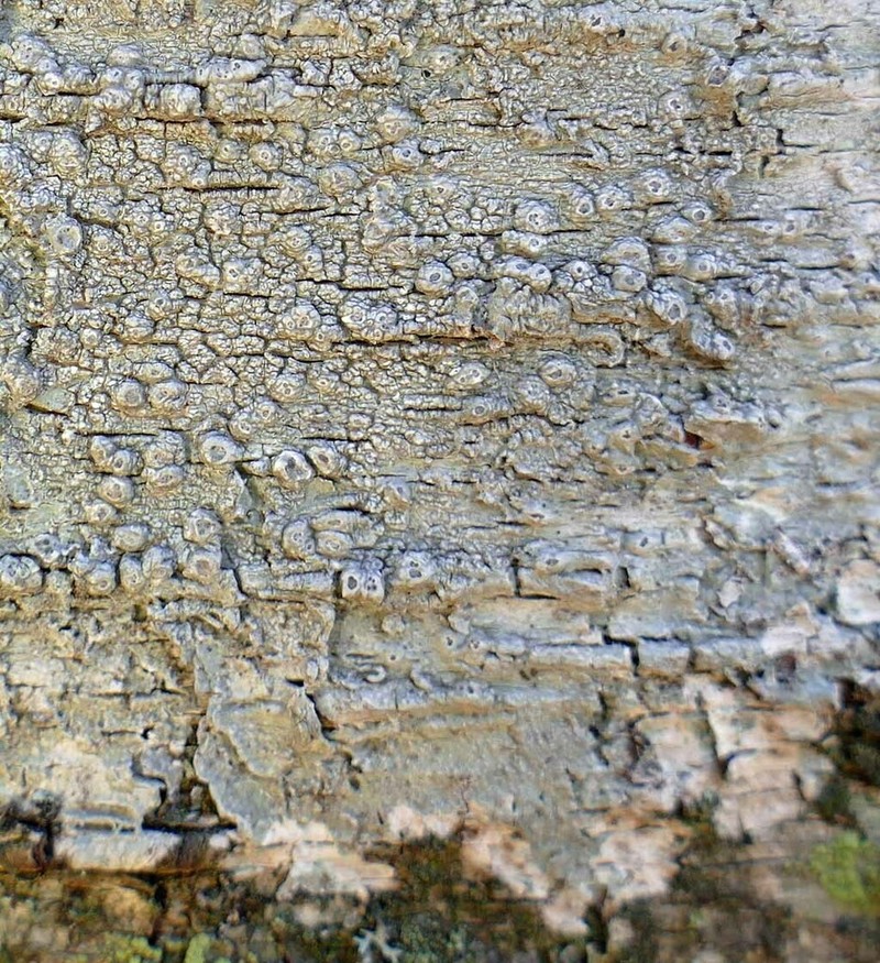 Pore Lichen photo 8