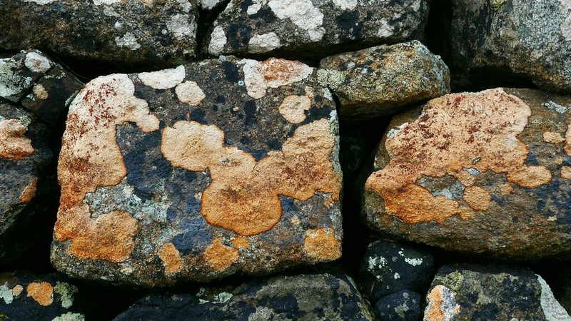 Pore Lichen