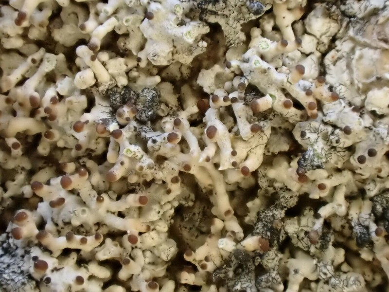 Pore Lichen photo 2