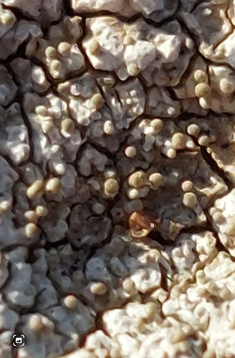 Pore Lichen photo 3