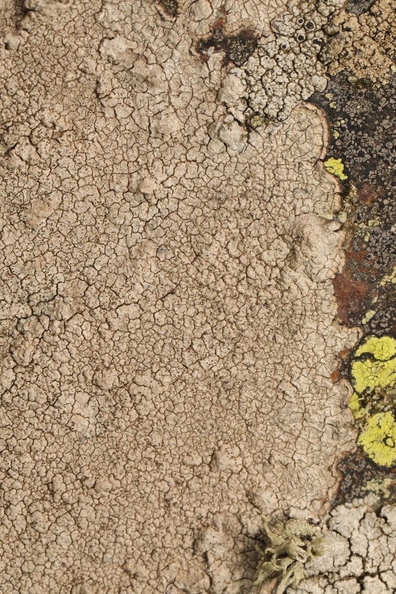 Pore Lichen photo 4