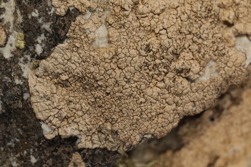 Pore Lichen photo 5