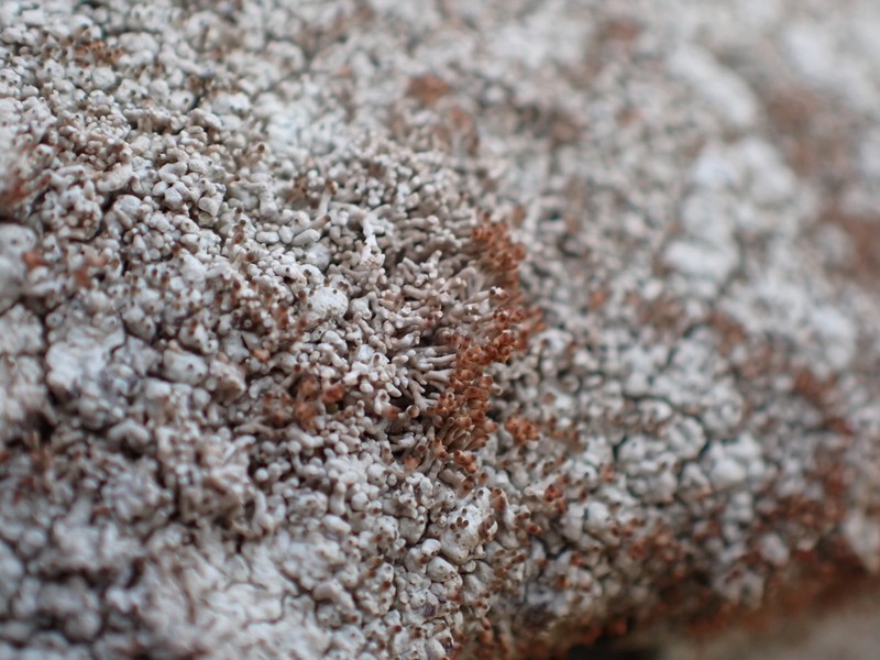 Pore Lichen photo 6