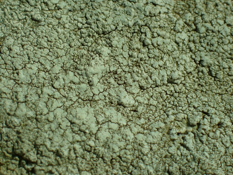Pore Lichen photo 7
