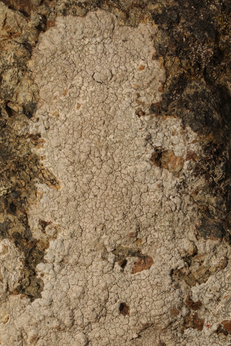 Pore Lichen photo 8