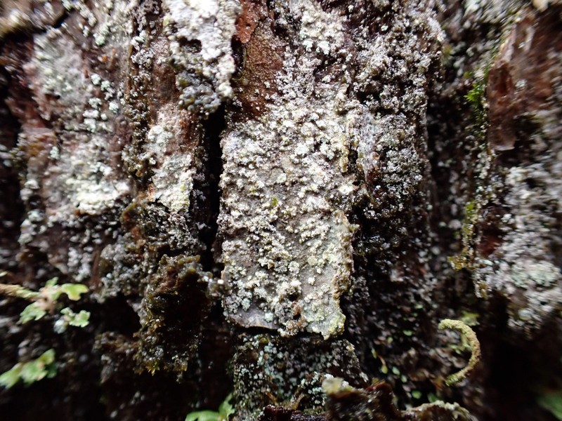Pertusaria pupillaris