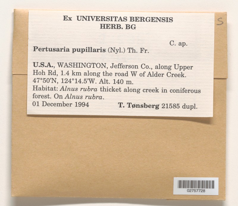 Pertusaria pupillaris photo 2