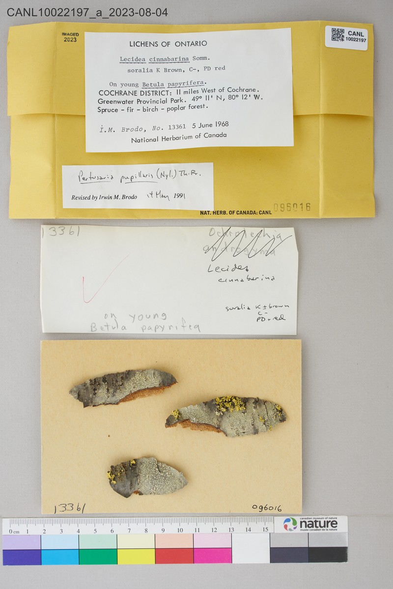 Pertusaria pupillaris photo 5