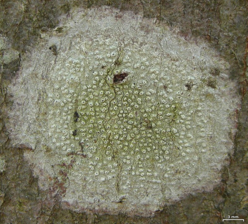 Pore Lichen