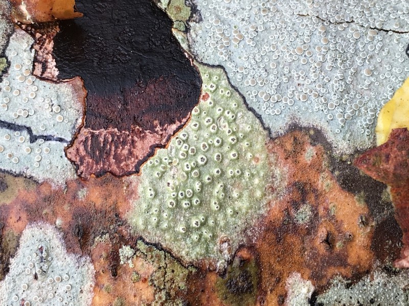 Pore Lichen