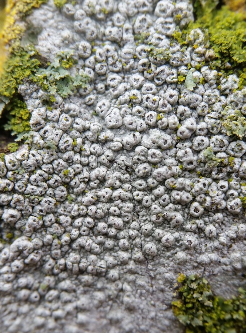 Pore Lichen photo 2