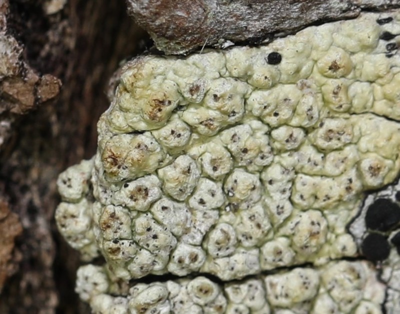 Pore Lichen photo 3