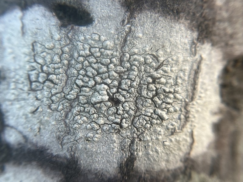 Pore Lichen photo 4