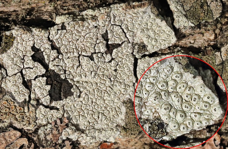 Pore Lichen photo 5